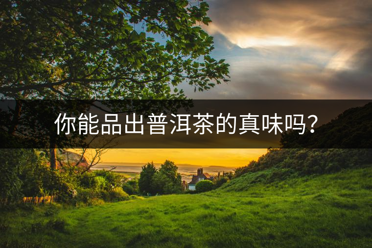 你能品出普洱茶的真味嗎？