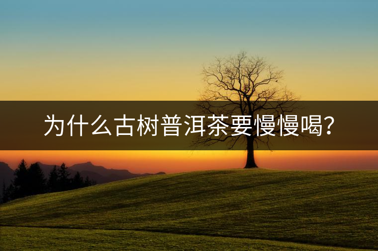 為什么古樹(shù)普洱茶要慢慢喝？