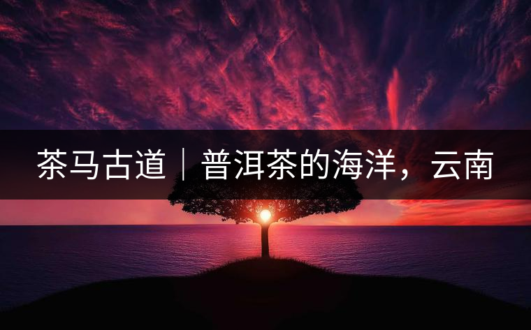 茶馬古道｜普洱茶的海洋，云南
