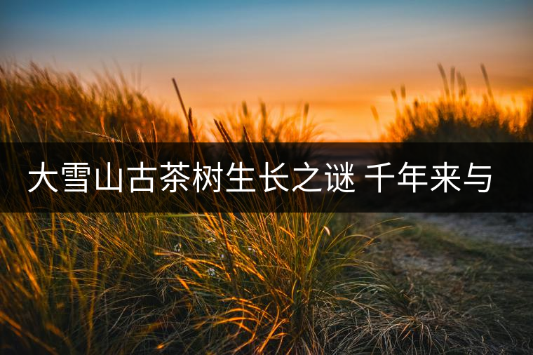 大雪山古茶樹生長(zhǎng)之謎 千年來(lái)與世隔絕