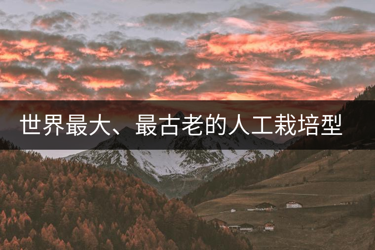 世界最大、最古老的人工栽培型的古茶樹——香竹箐茶祖