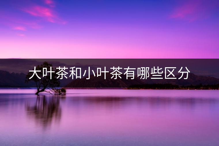 大葉茶和小葉茶有哪些區(qū)分