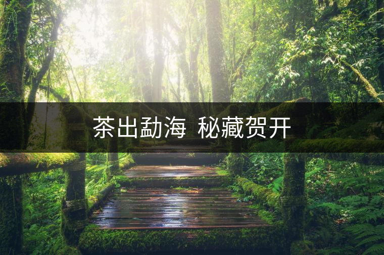 茶出勐海  秘藏賀開