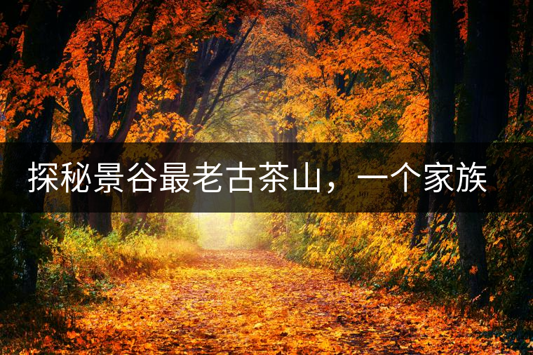 探秘景谷最老古茶山，一個家族的興茶往事