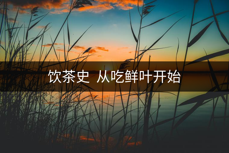 飲茶史  從吃鮮葉開始