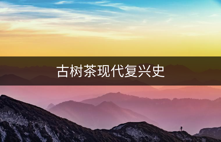 古樹茶現(xiàn)代復興史