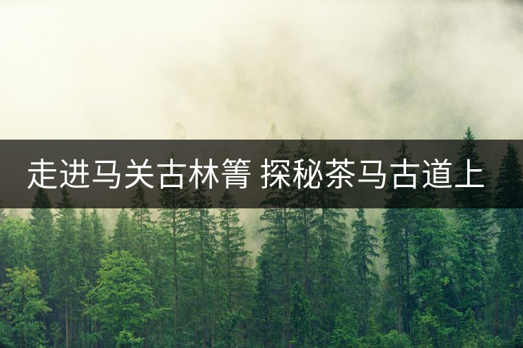 走進馬關(guān)古林箐 探秘茶馬古道上的古茶林