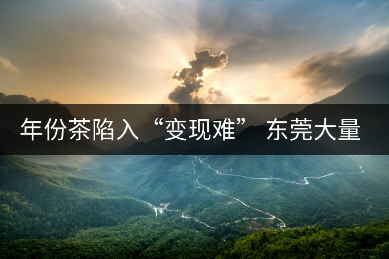 年份茶陷入“變現(xiàn)難” 東莞大量藏家被套