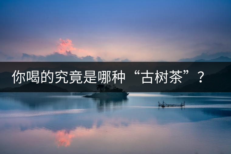 你喝的究竟是哪種“古樹(shù)茶”？（收茶必備知識(shí)）