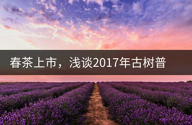 春茶上市，淺談2017年古樹普洱茶的市場增值潛力