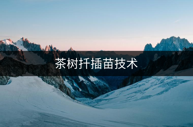 茶樹(shù)扦插苗技術(shù) 茶樹(shù)扦插苗技術(shù)