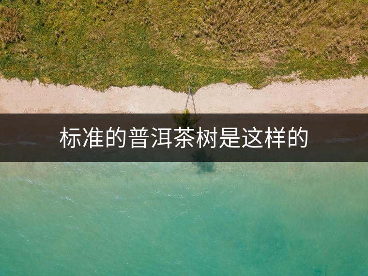 標準的普洱茶樹是這樣的