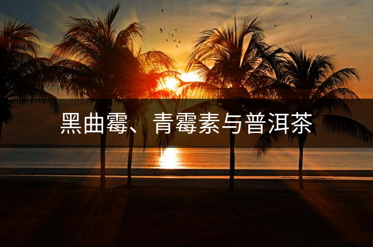 黑曲霉、青霉素與普洱茶