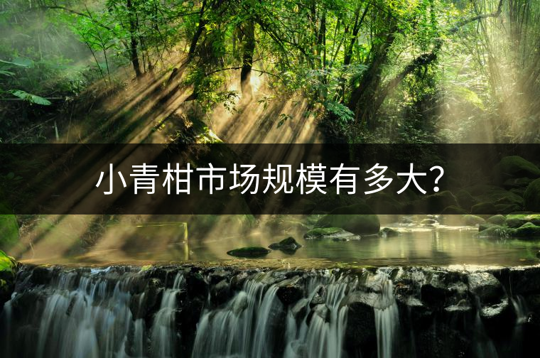 小青柑市場規(guī)模有多大？