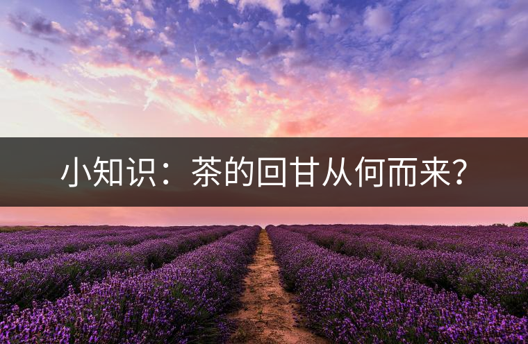 小知識：茶的回甘從何而來？