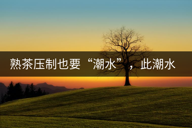 熟茶壓制也要“潮水”，此潮水的目的是什么？