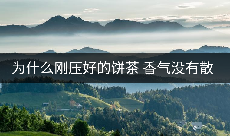 為什么剛壓好的餅茶 香氣沒(méi)有散茶好？