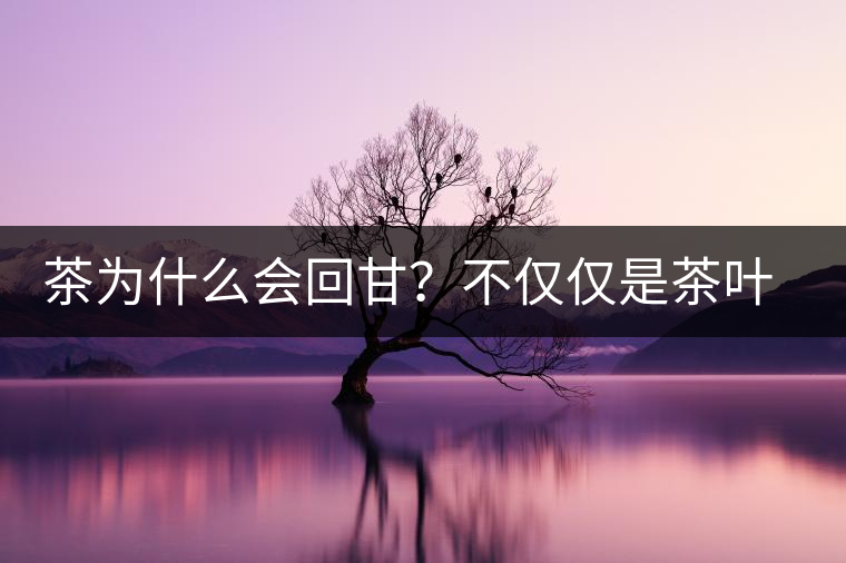 茶為什么會(huì)回甘？不僅僅是茶葉中含糖那么簡(jiǎn)單