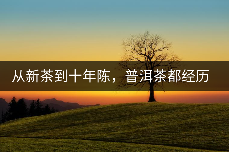 從新茶到十年陳，普洱茶都經(jīng)歷了什么？