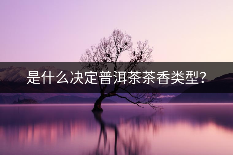 是什么決定普洱茶茶香類型？