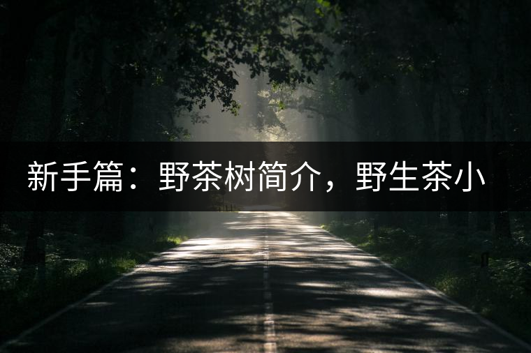 新手篇：野茶樹(shù)簡(jiǎn)介，野生茶小知識(shí)