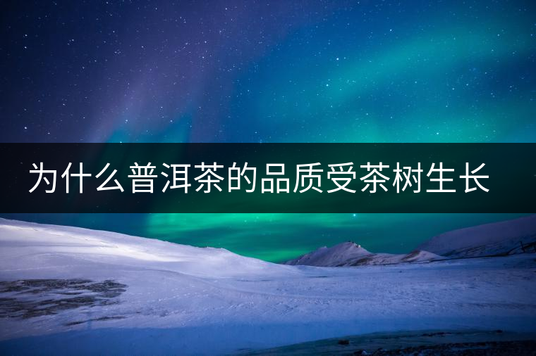 為什么普洱茶的品質(zhì)受茶樹生長(zhǎng)環(huán)境的影響？