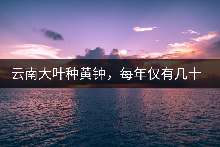 云南大葉種黃鐘，每年僅有幾十公斤的產(chǎn)量，堪稱茶界的“大熊貓”