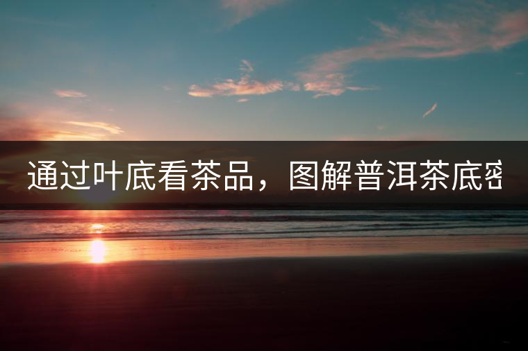 通過葉底看茶品，圖解普洱茶底密碼！