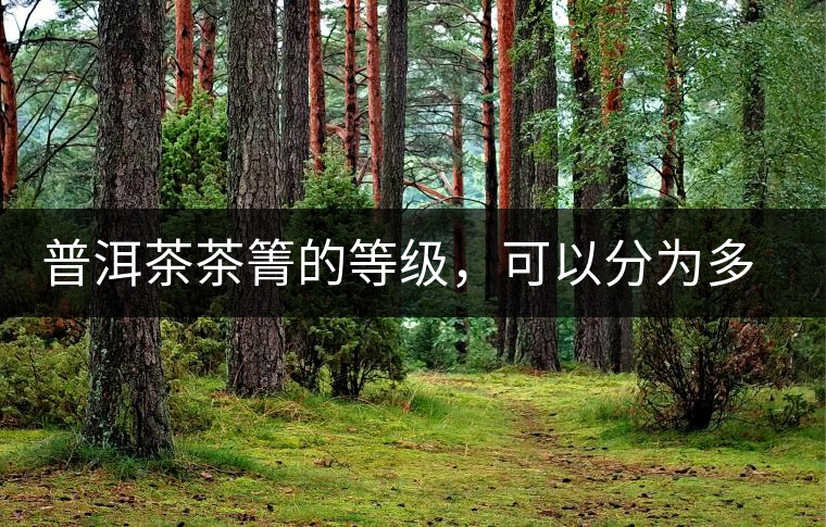 普洱茶茶箐的等級，可以分為多少級？