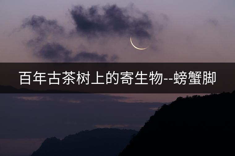 百年古茶樹上的寄生物--螃蟹腳