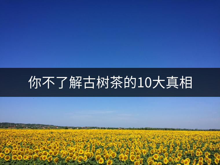 你不了解古樹(shù)茶的10大真相 你不了解古樹(shù)茶的10大真相