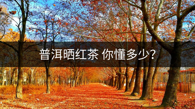 普洱曬紅茶 你懂多少？