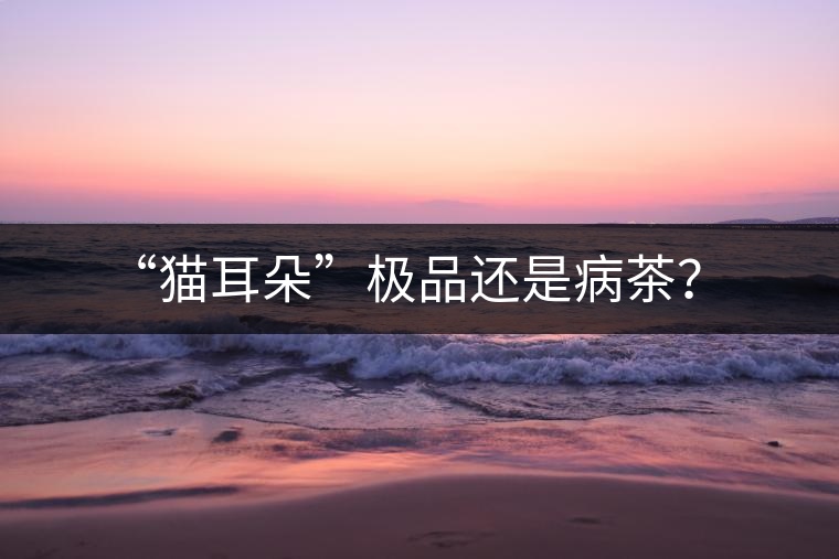 “貓耳朵”極品還是病茶？