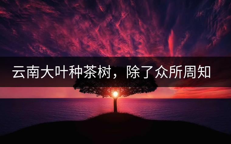 云南大葉種茶樹(shù)，除了眾所周知的“勐庫(kù)種”“勐海種”以外，還有那些品質(zhì)獨(dú)特的品種呢