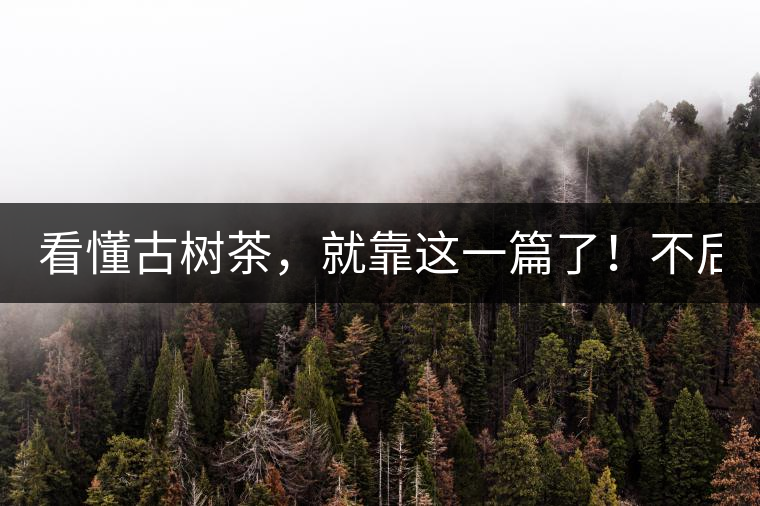 看懂古樹茶，就靠這一篇了！不后悔!