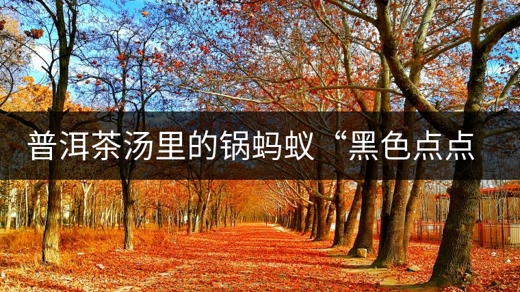 普洱茶湯里的鍋螞蟻“黑色點(diǎn)點(diǎn)”要如何處理，如何預(yù)防？