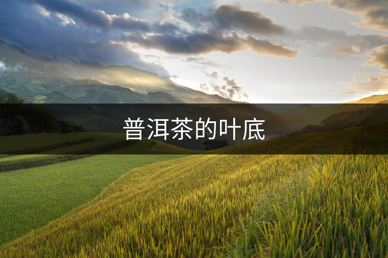 普洱茶的葉底 普洱茶的葉底