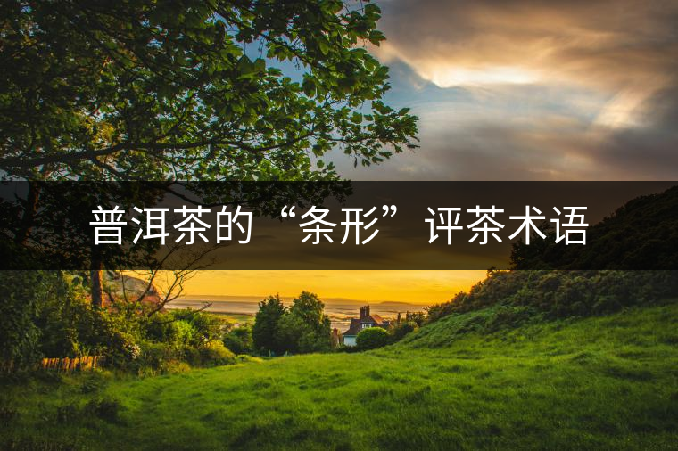 普洱茶的“條形”評(píng)茶術(shù)語(yǔ)