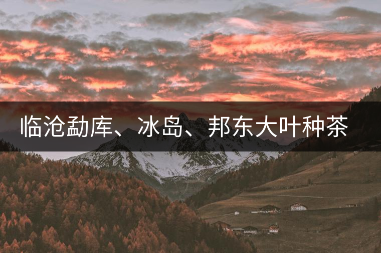 臨滄勐庫、冰島、邦東大葉種茶的解析