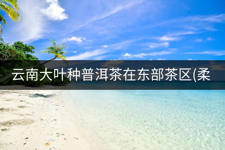 云南大葉種普洱茶在東部茶區(qū)(柔)