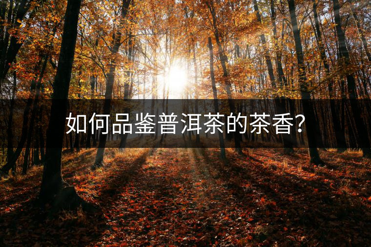 如何品鑒普洱茶的茶香？