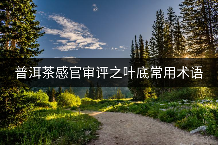 普洱茶感官審評(píng)之葉底常用術(shù)語(yǔ) 普洱茶感官審評(píng)之葉底常用術(shù)語(yǔ)
