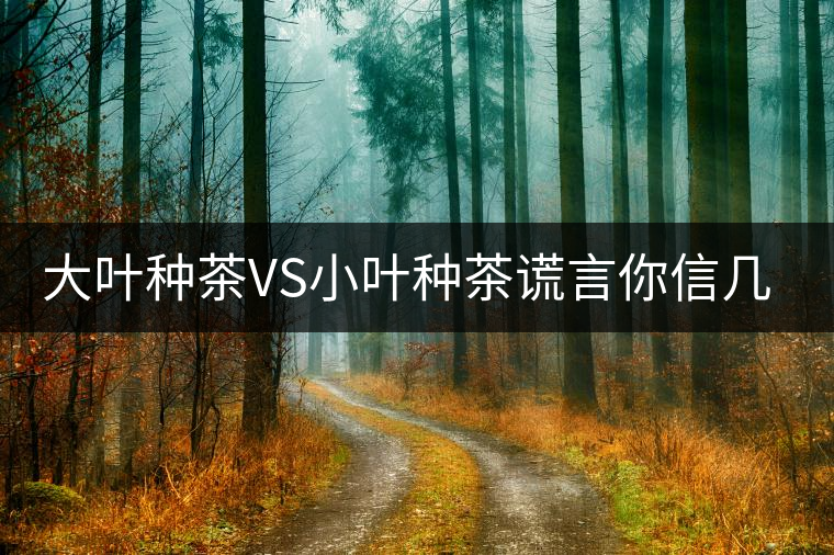 大葉種茶VS小葉種茶謊言你信幾個？