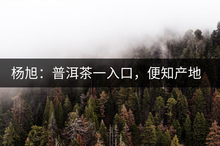 楊旭：普洱茶一入口，便知產(chǎn)地和年份