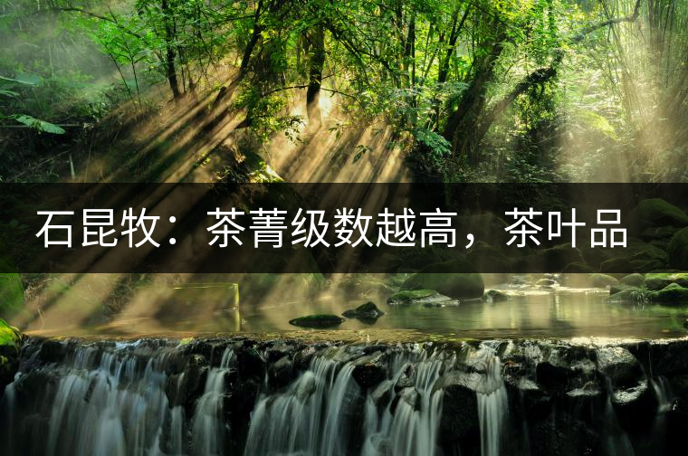 石昆牧：茶菁級(jí)數(shù)越高，茶葉品質(zhì)就越好？