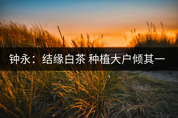 鐘永:結緣白茶 種植大戶傾其一生為茶而生 鐘永:結緣白茶 種植大戶傾其一生為茶而生