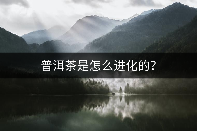 普洱茶是怎么進(jìn)化的？