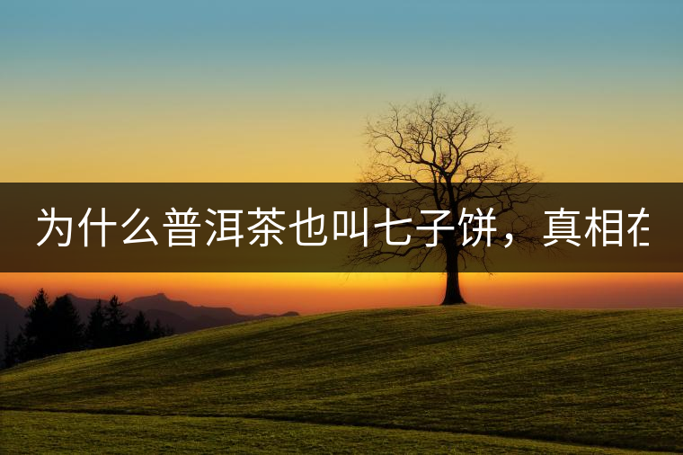 為什么普洱茶也叫七子餅，真相在這里！