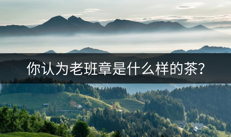 你認(rèn)為老班章是什么樣的茶？