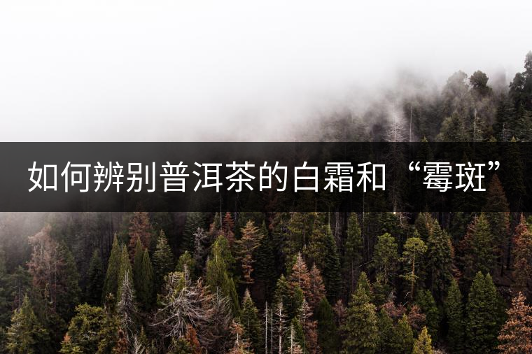 如何辨別普洱茶的白霜和“霉斑”？